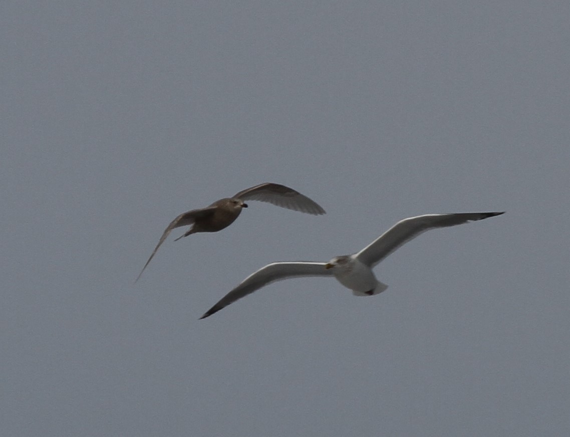 Gaviota Groenlandesa (kumlieni) - ML416237731