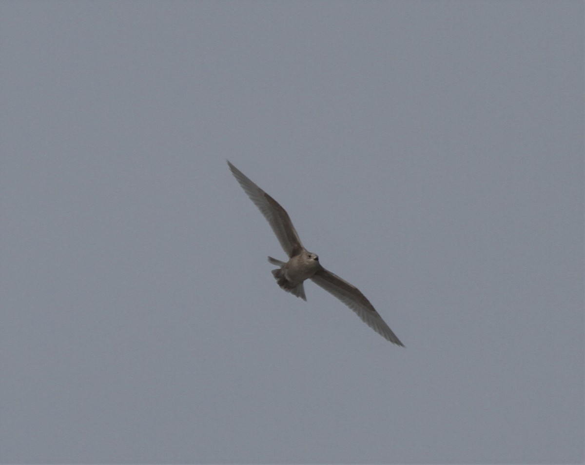 Iceland Gull (kumlieni) - ML416237741