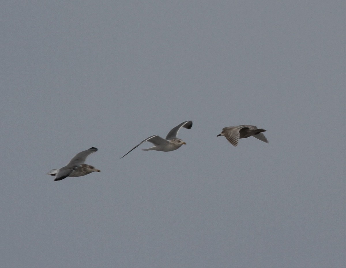 Gaviota Groenlandesa (kumlieni) - ML416237751