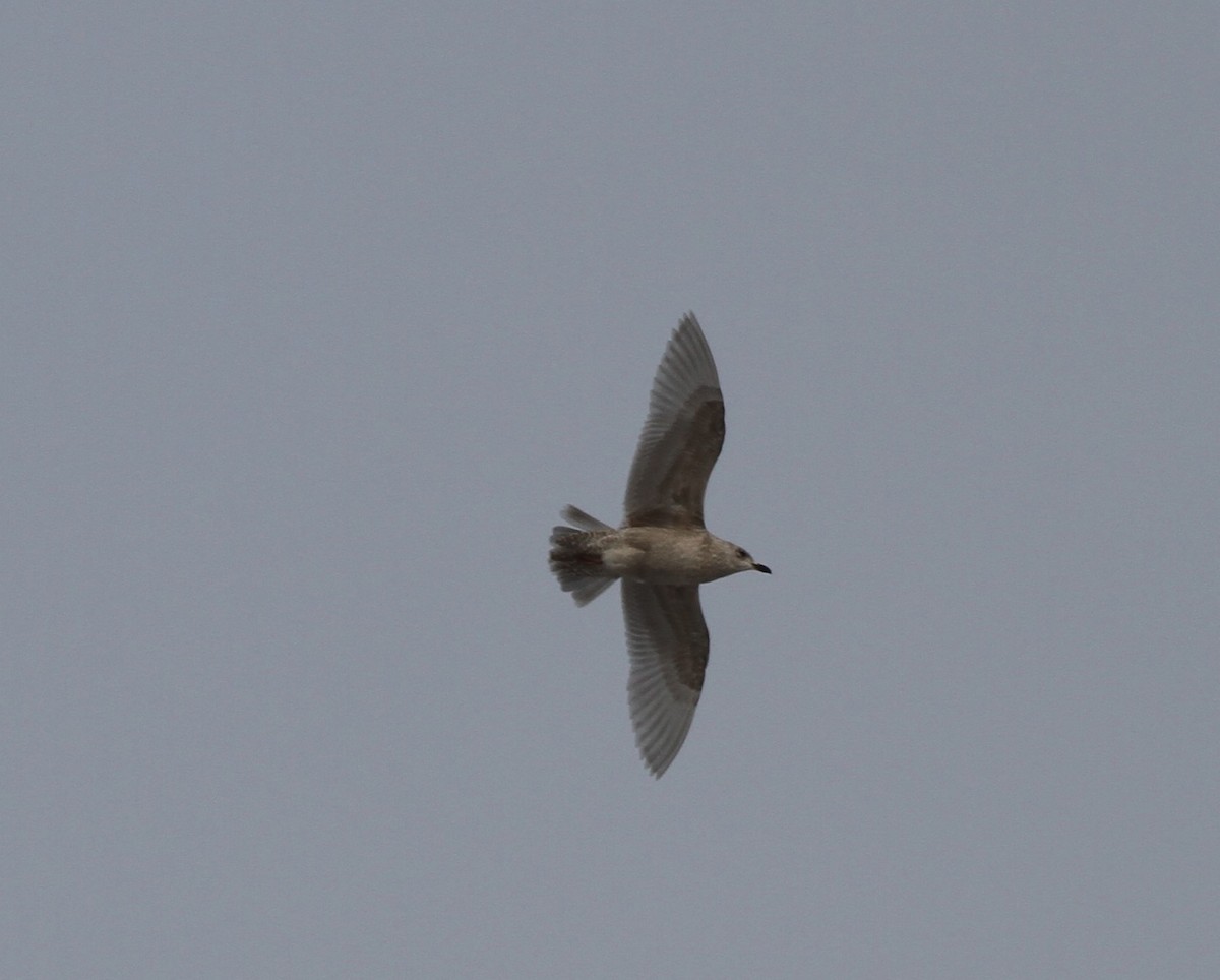 Iceland Gull (kumlieni) - David Wheeler