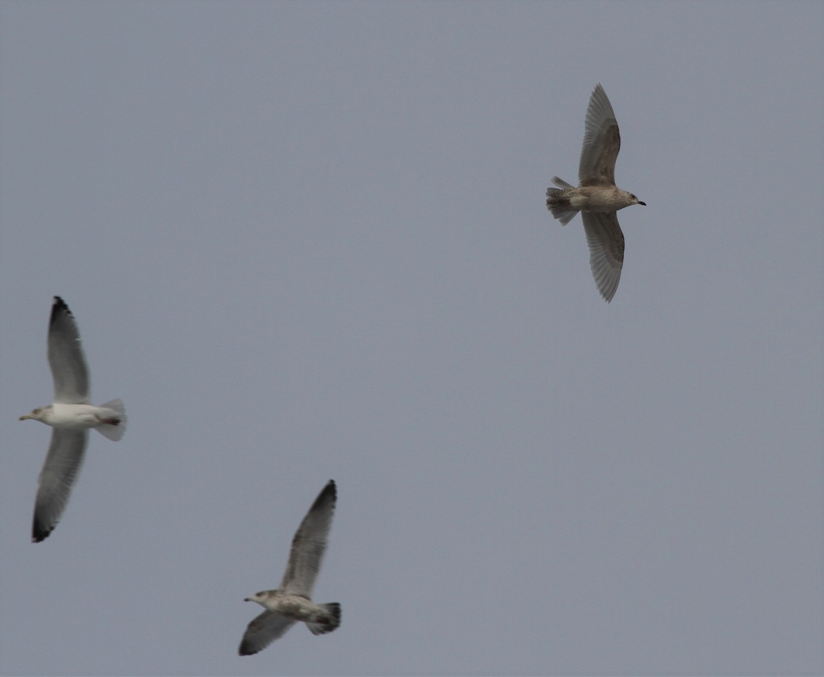 Gaviota Groenlandesa (kumlieni) - ML416237771