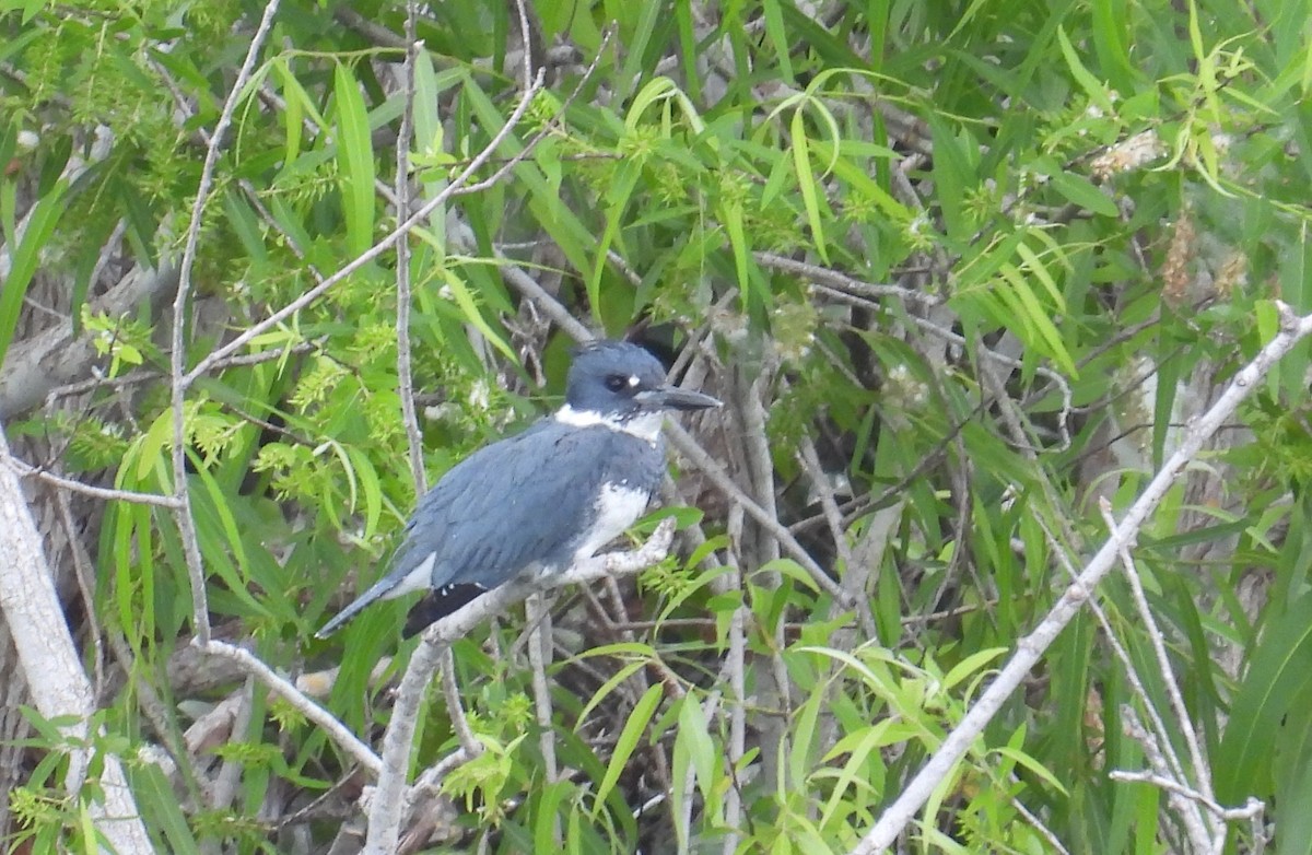 Belted Kingfisher - ML416238261