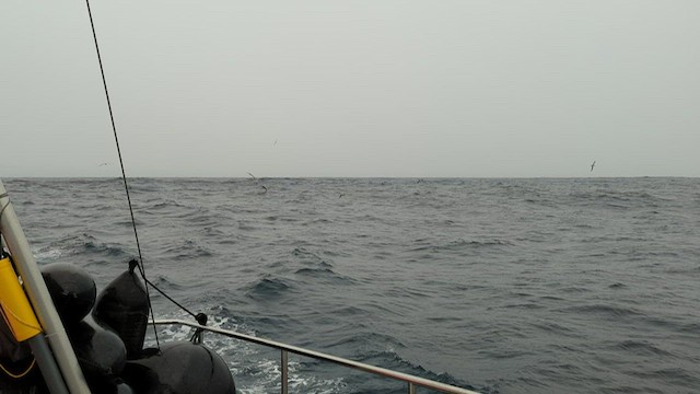 Light-mantled Albatross - ML416238281
