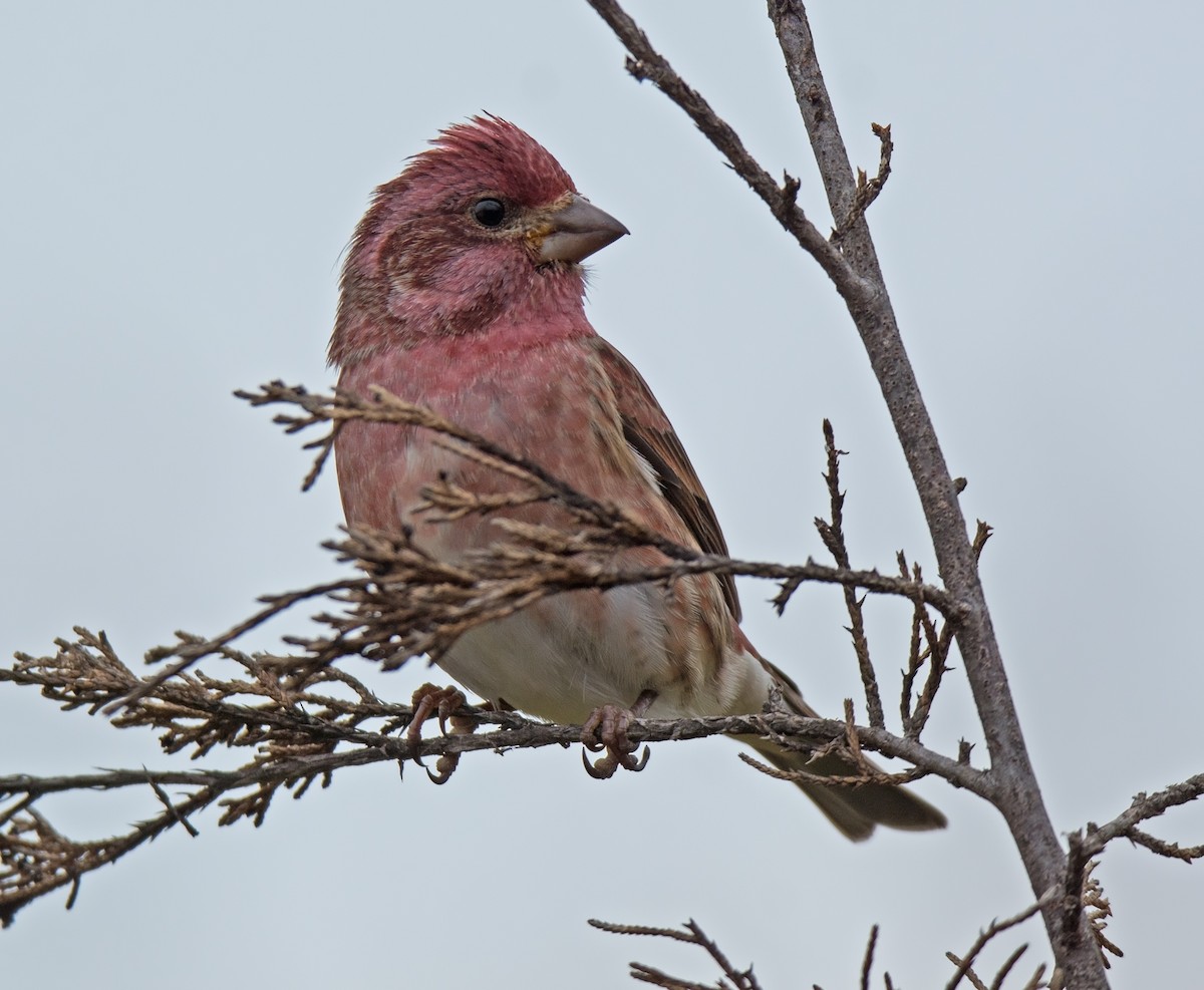 Purple Finch - ML41623871