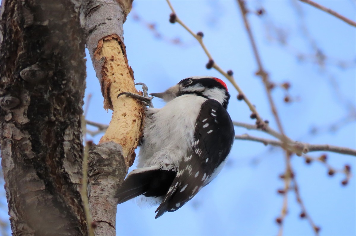 Downy Woodpecker (Rocky Mts.) - ML416239461