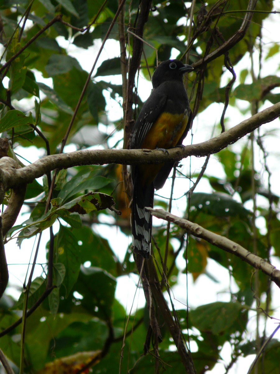 new world trogon sp. - Jean Needham