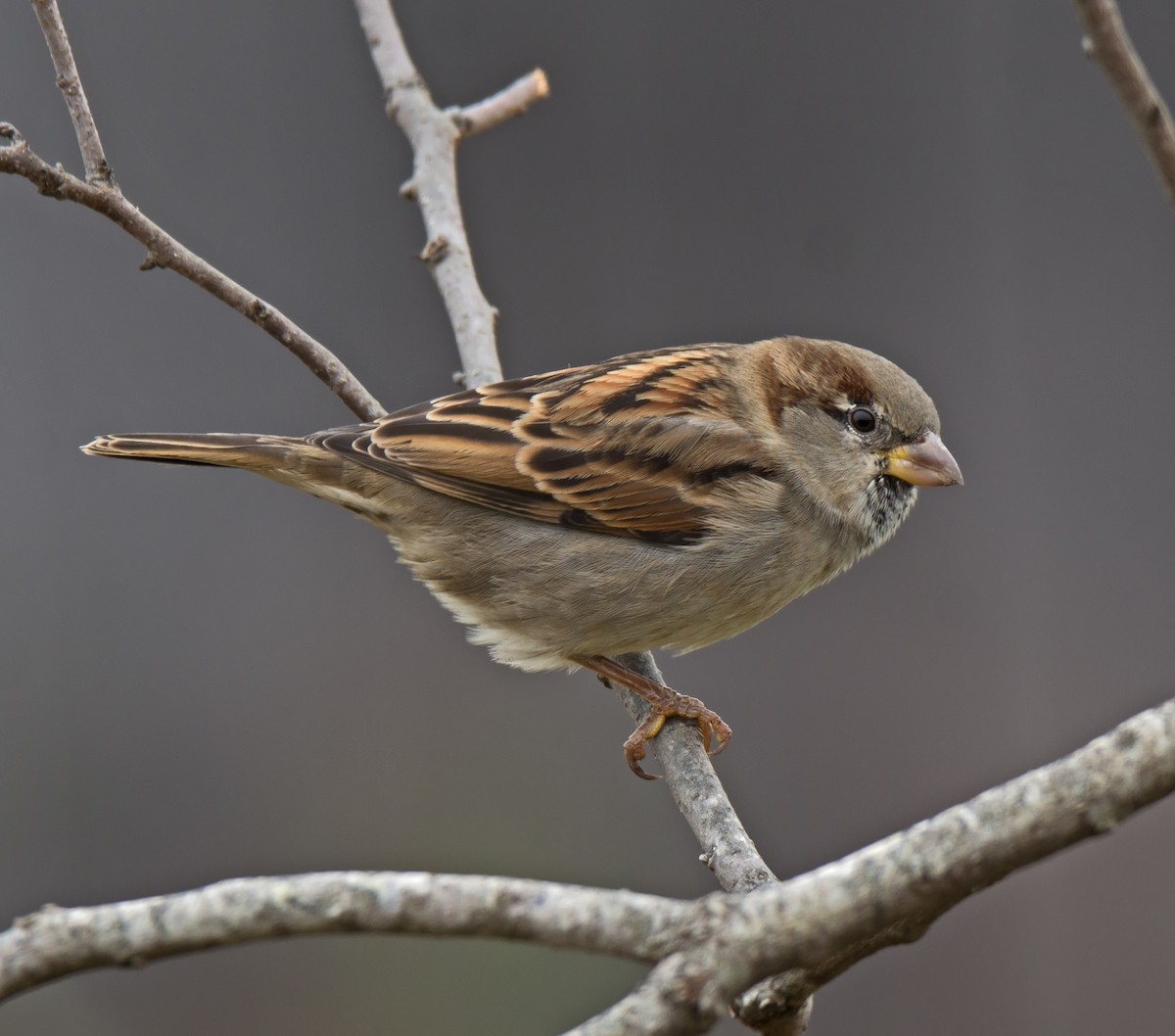 House Sparrow - Jack and Shirley Foreman
