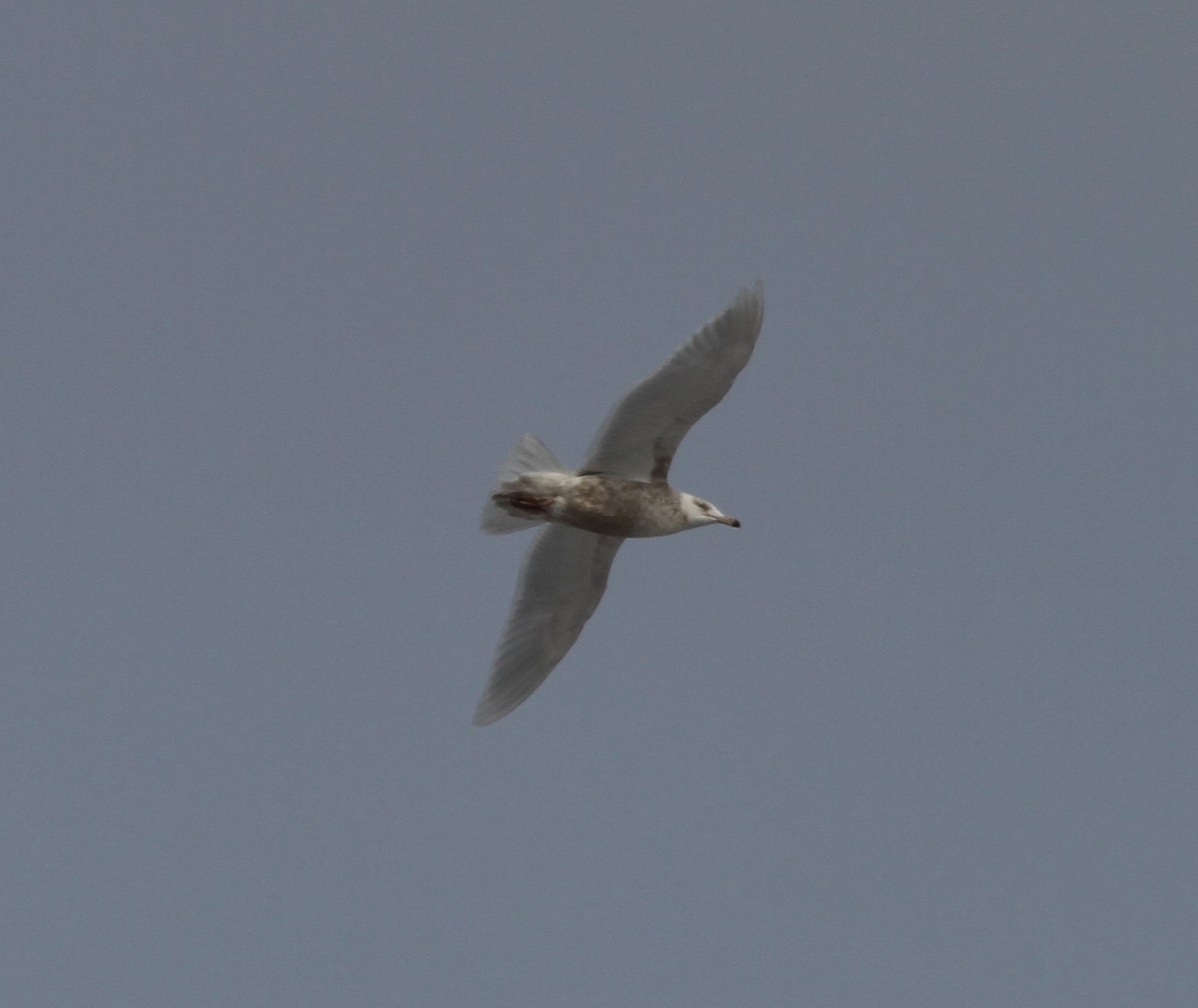 goéland sp. (Larus sp.) - ML416240451