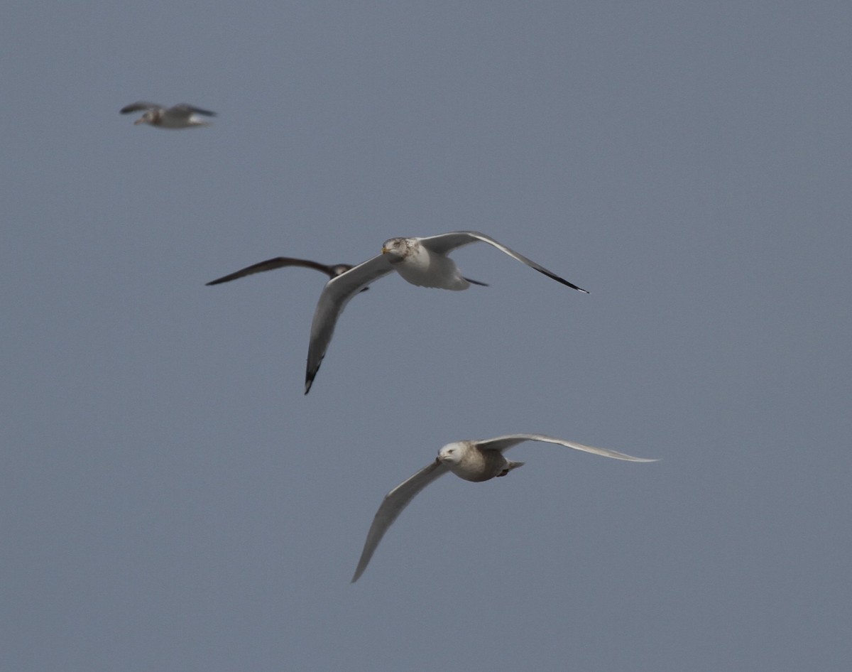 tanımsız Larus sp. - ML416240481