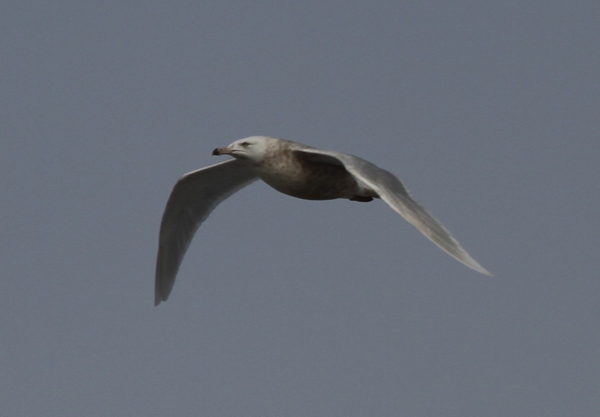 goéland sp. (Larus sp.) - ML416240511