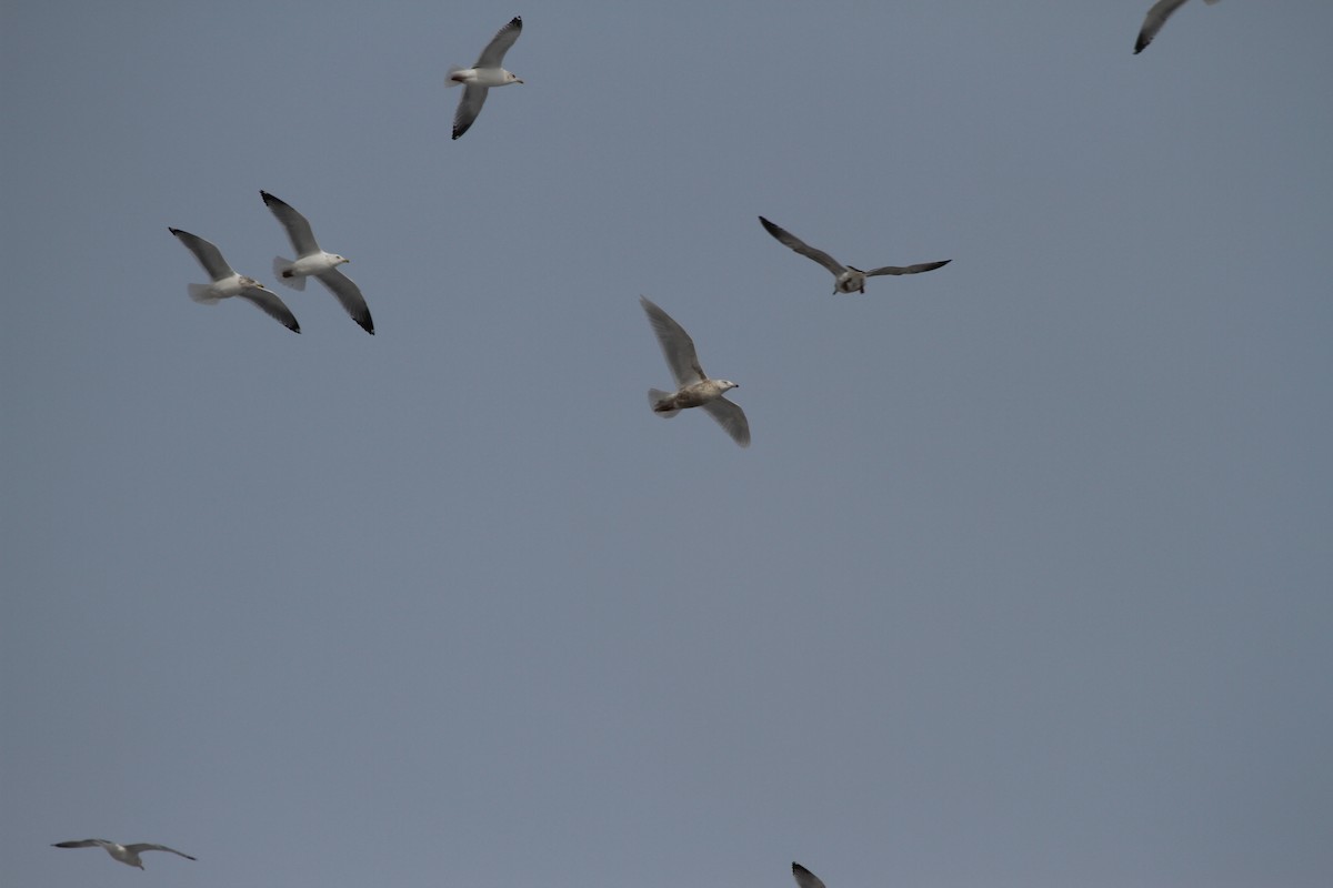 goéland sp. (Larus sp.) - ML416240571