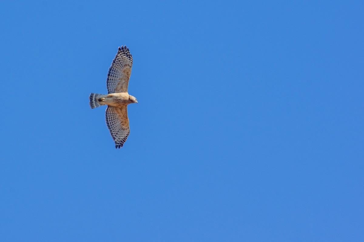 Red-shouldered Hawk - ML416241331