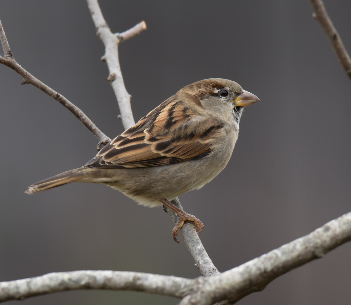 House Sparrow - Jack and Shirley Foreman