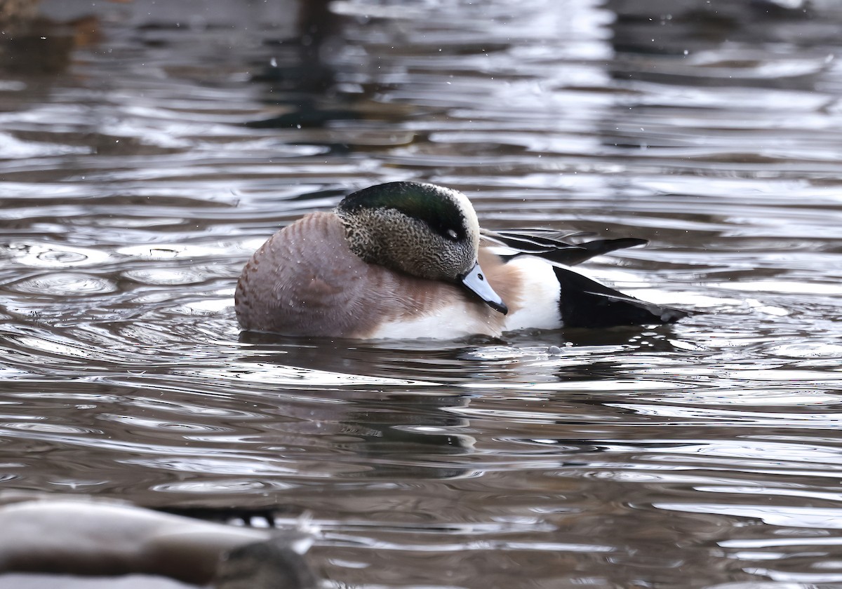 American Wigeon - Scott Sneed