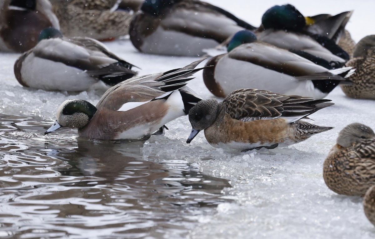 American Wigeon - Scott Sneed