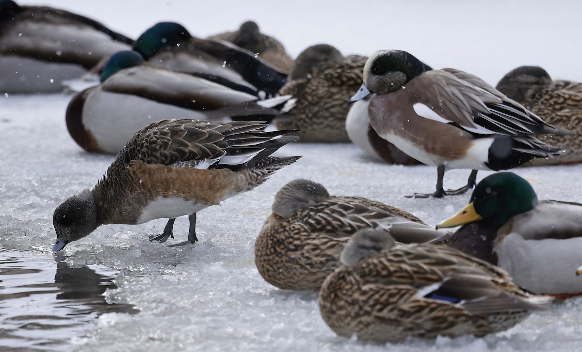 American Wigeon - Scott Sneed