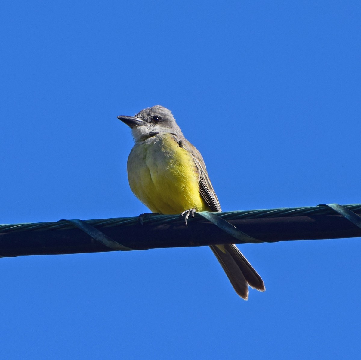 Tropical Kingbird - John Bruin