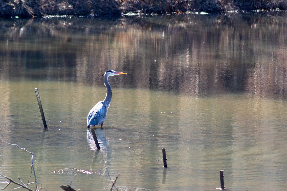 Great Blue Heron - ML416244111