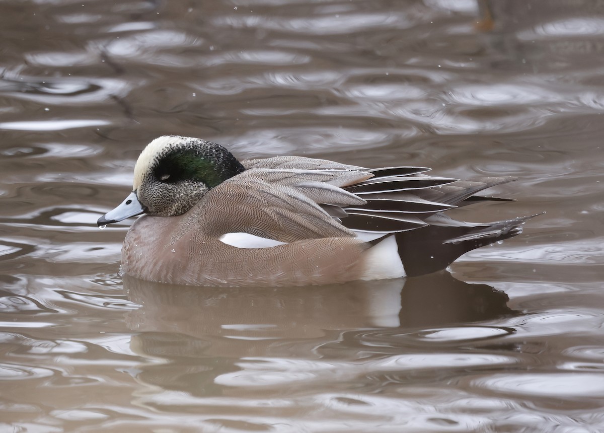 American Wigeon - Scott Sneed