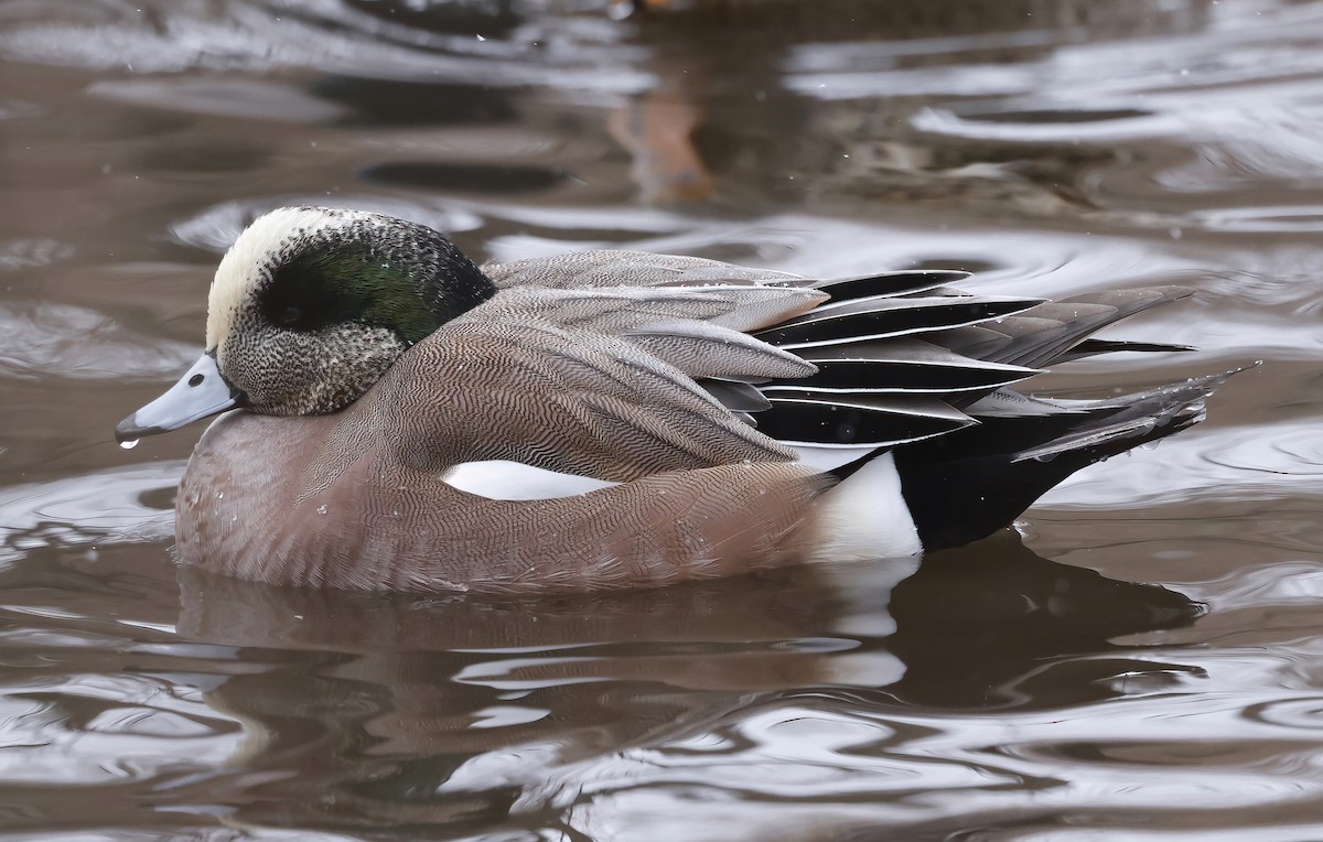 American Wigeon - Scott Sneed