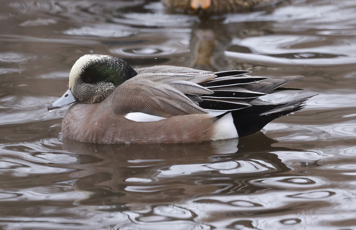 American Wigeon - ML416244711