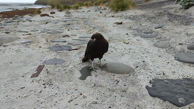 Striated Caracara - ML416246781