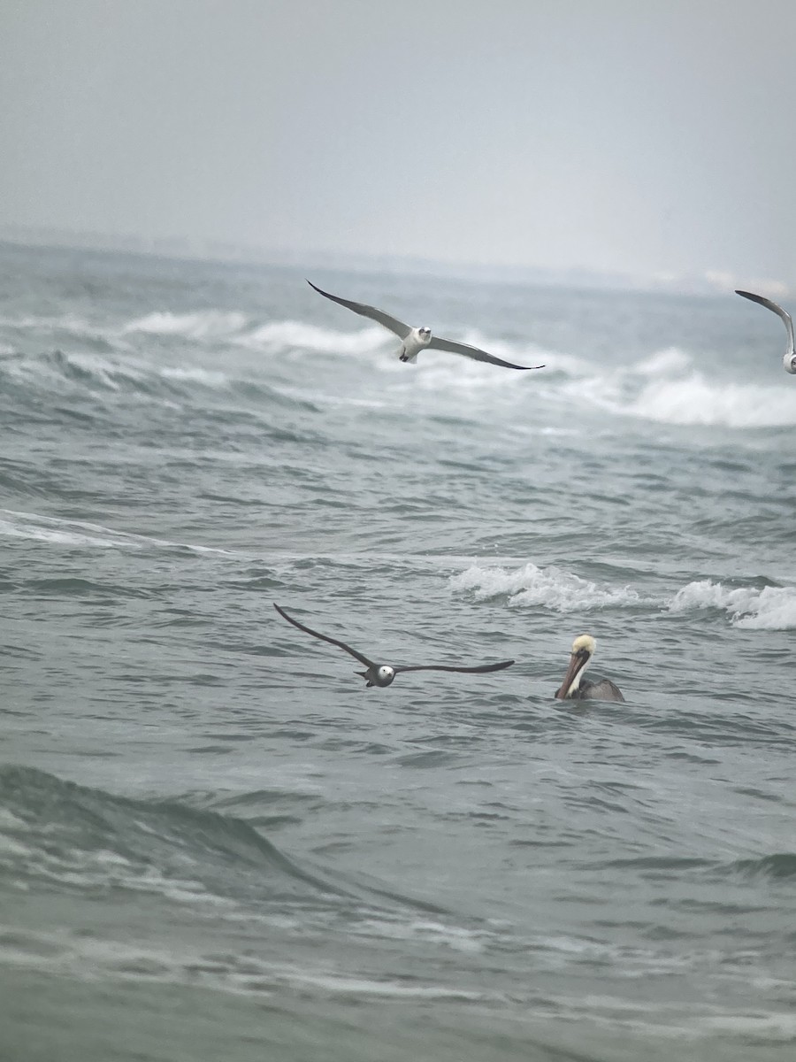 Heermann's Gull - Matthew Janson