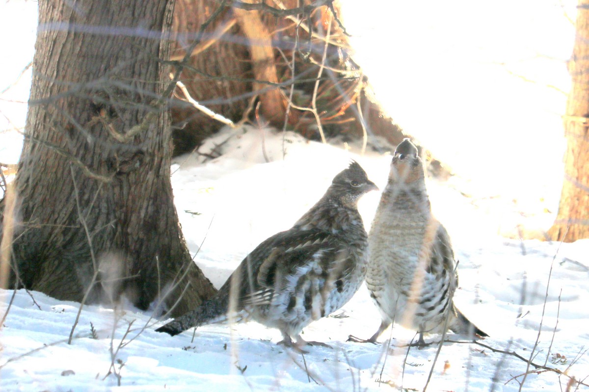 Ruffed Grouse - denise simonl