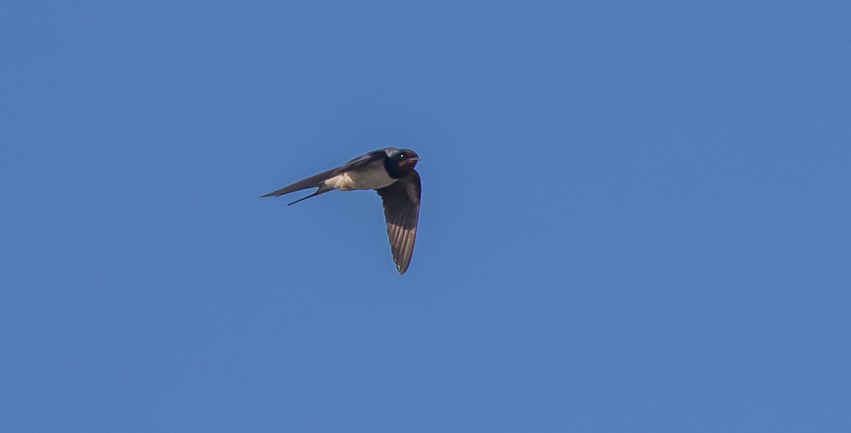 Barn Swallow - ML416252551