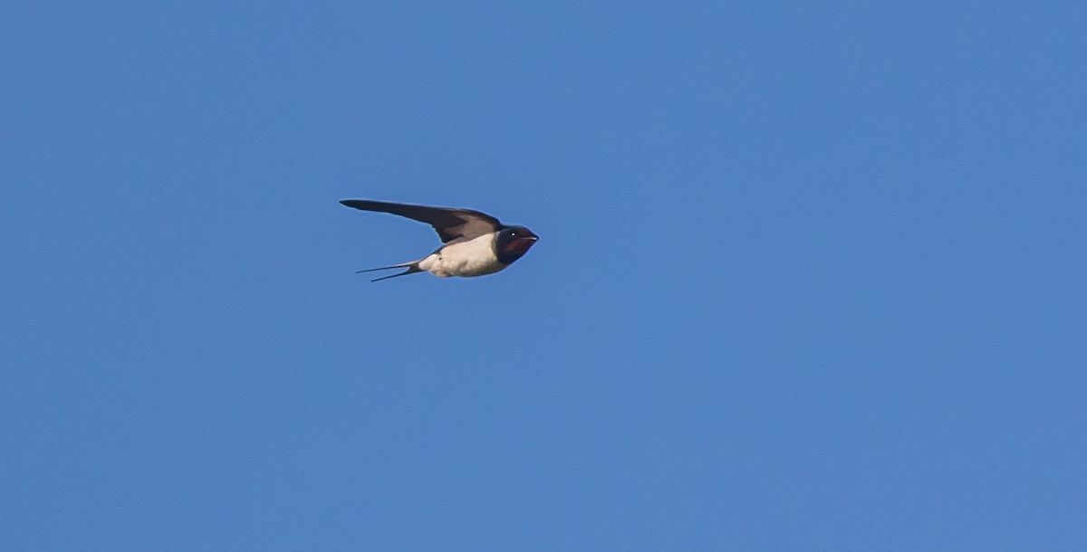 Barn Swallow - ML416252561