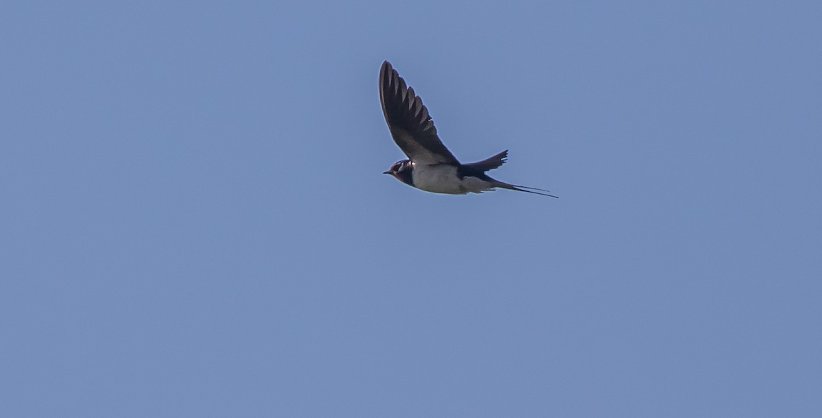 Barn Swallow - ML416252601