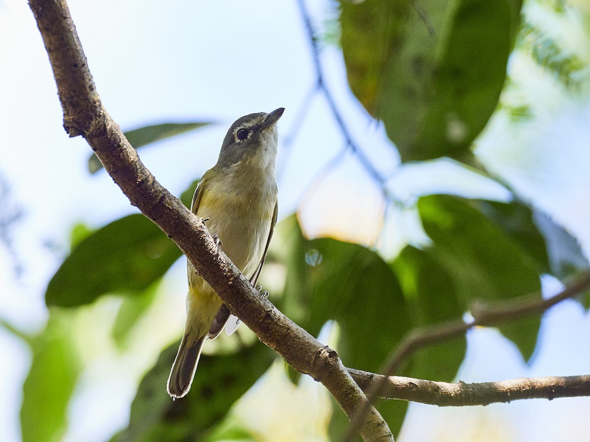 Blue-headed Vireo - ML416252711