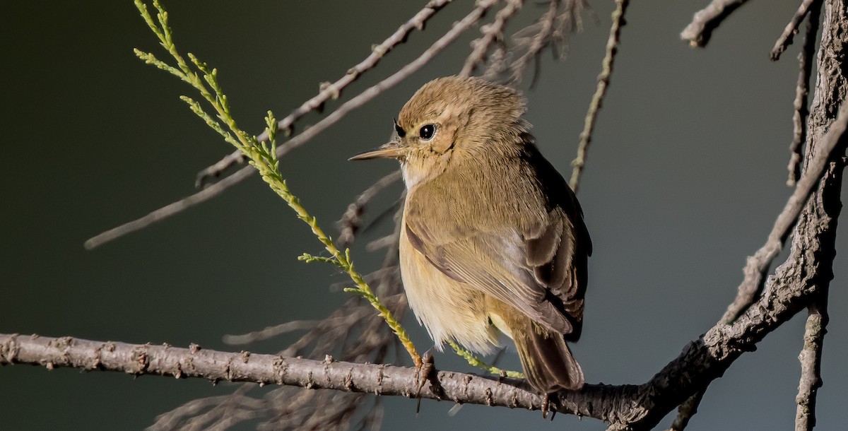 Common Chiffchaff - ML416254391