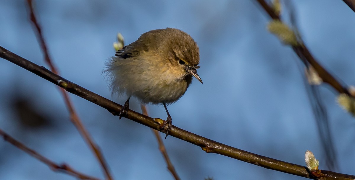 Common Chiffchaff - ML416254421