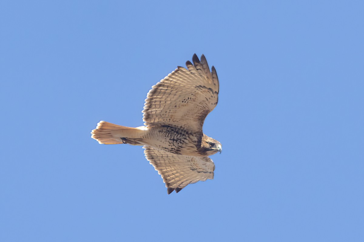 Red-tailed Hawk - ML416256961