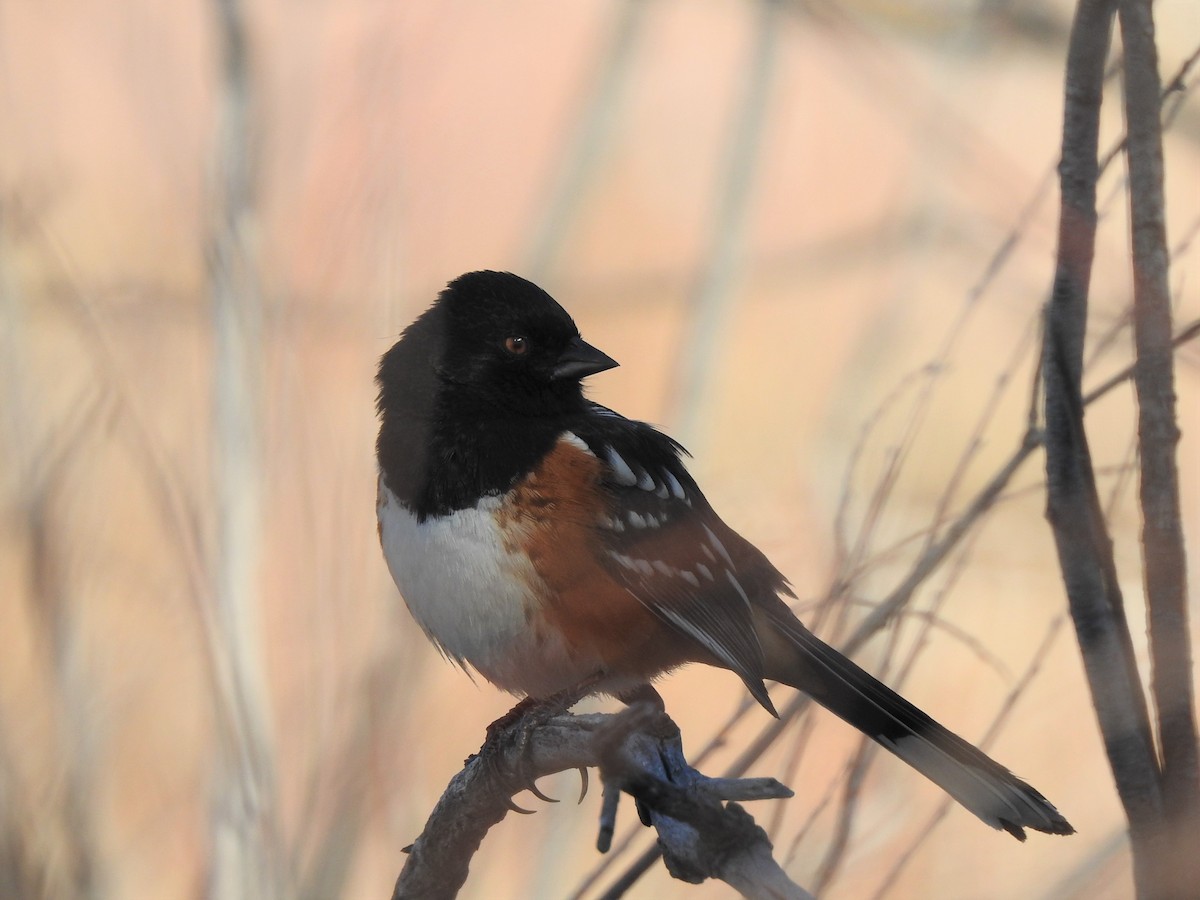 Spotted Towhee - ML416257031
