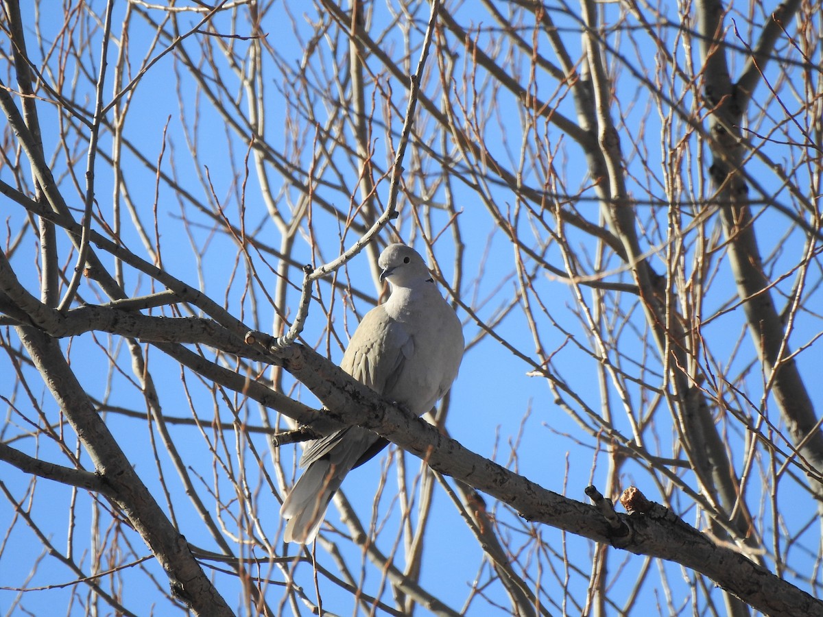 Eurasian Collared-Dove - ML416257081