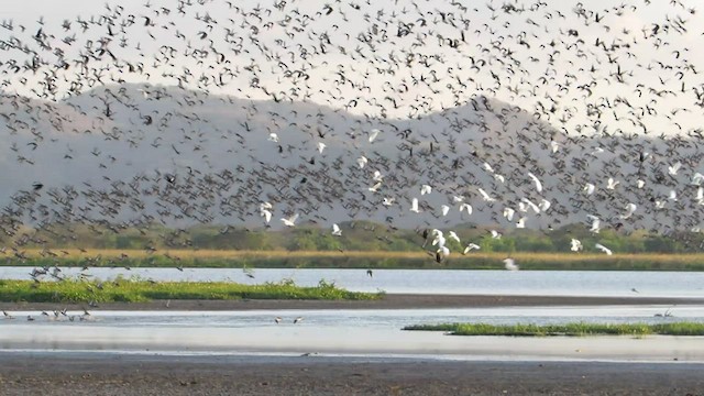 Blue-winged Teal - ML416258161