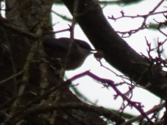 Eurasian Nuthatch - ML416261131