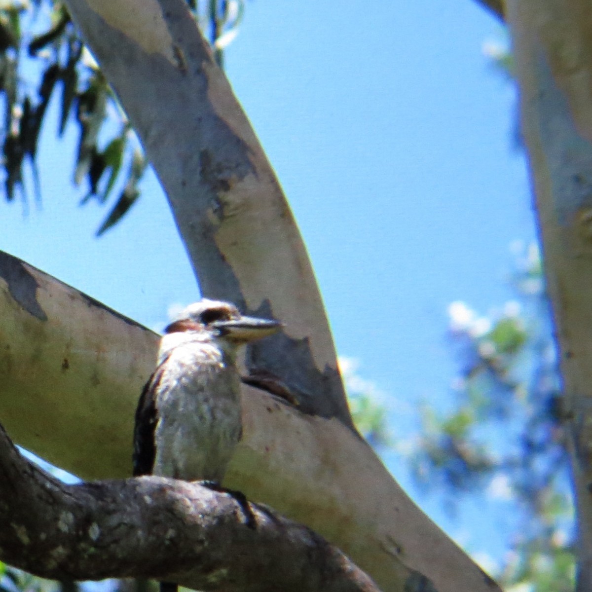 Laughing Kookaburra - ML416261471