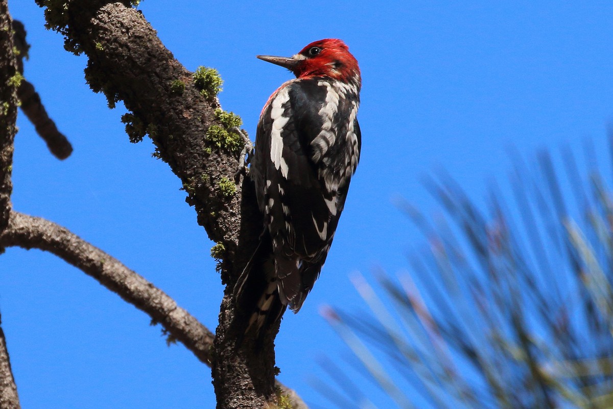 Red-breasted Sapsucker - ML416261621