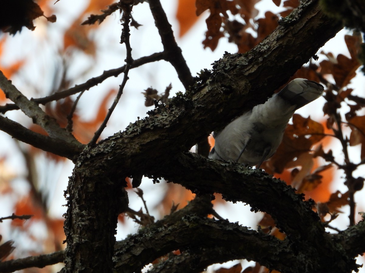 Blue Jay - ML416261981