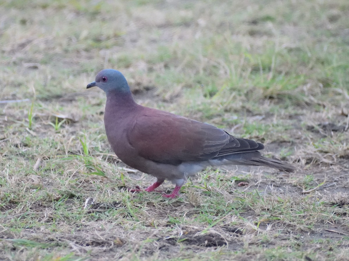 Pale-vented Pigeon - Jeronimo Giraldo