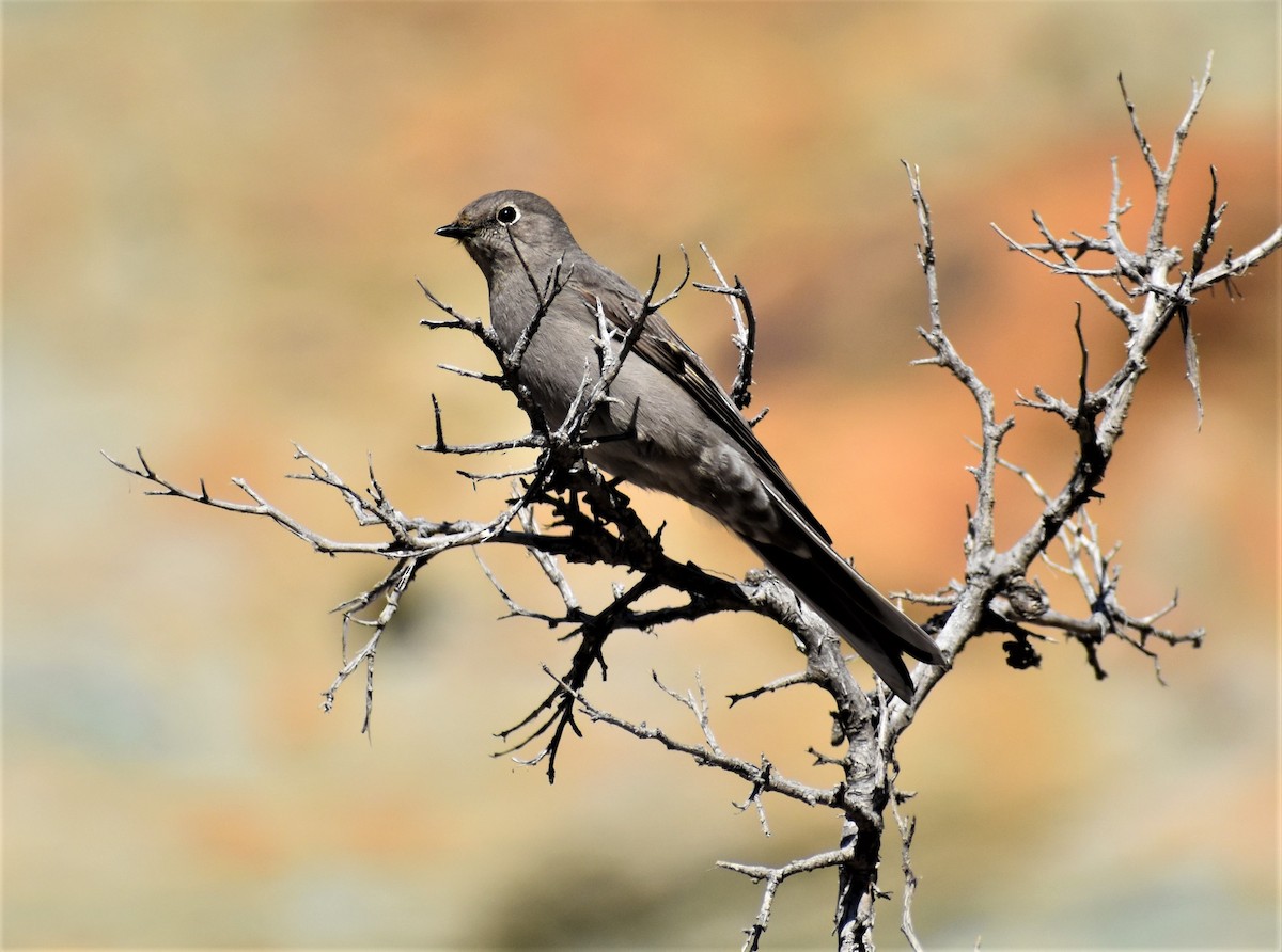 Townsend's Solitaire - ML416262851