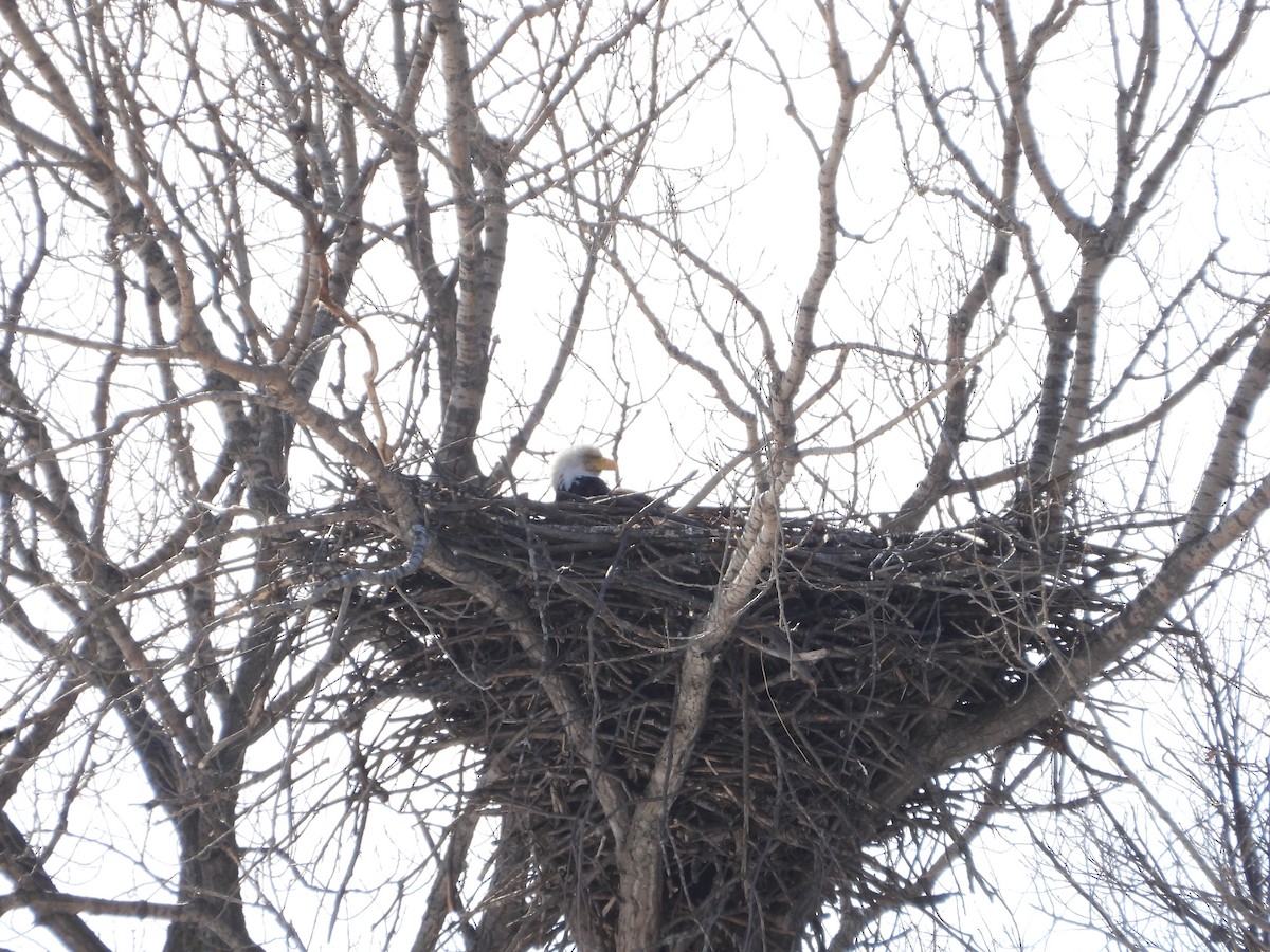 orel bělohlavý - ML416263341