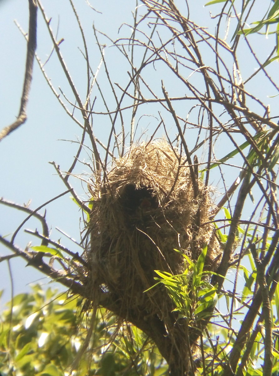 Great Kiskadee - ML416263461