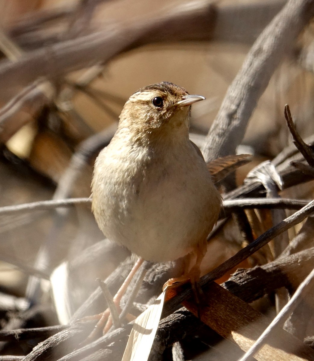 Marsh Wren - ML416264241