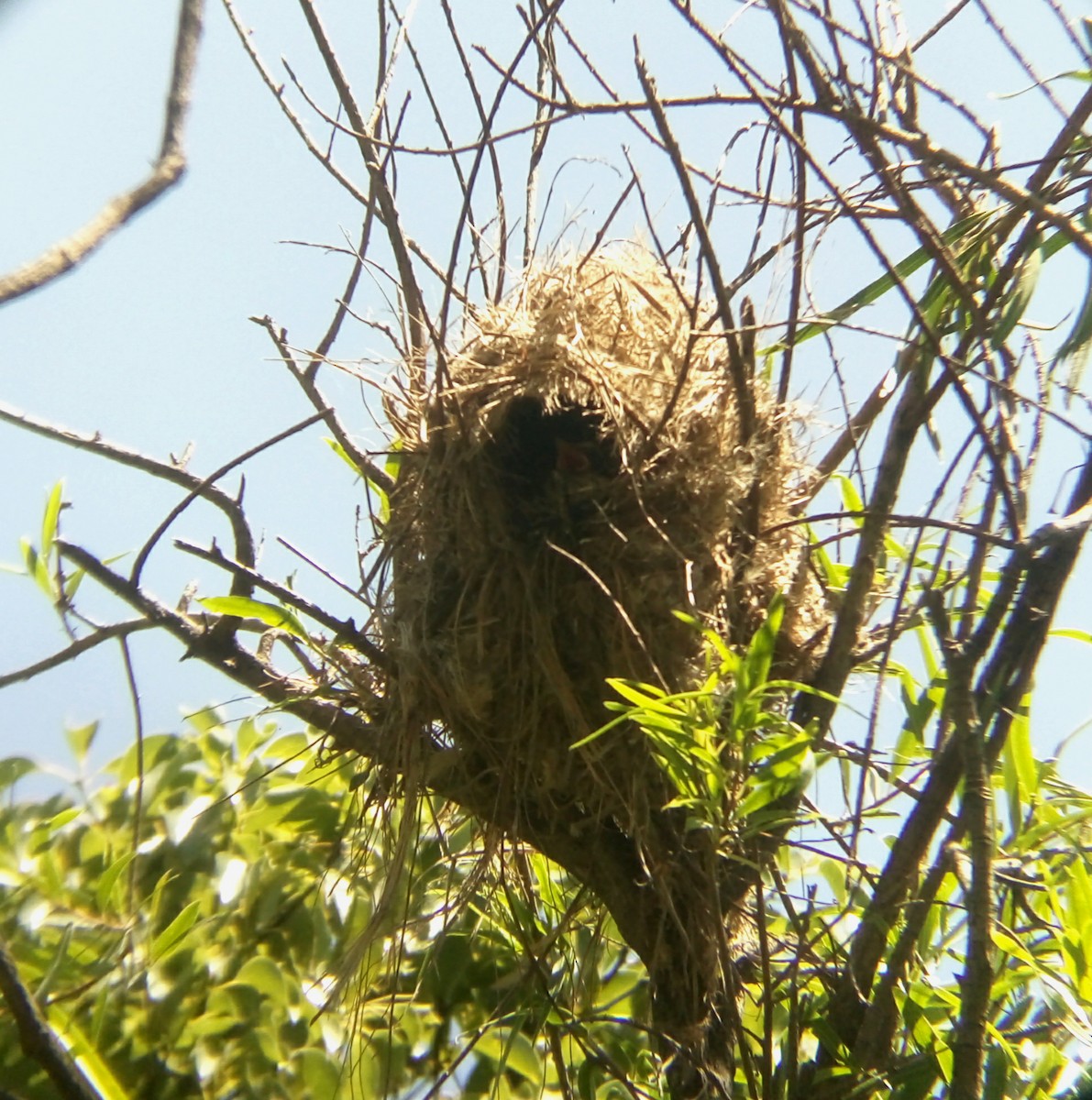 Great Kiskadee - ML416267341