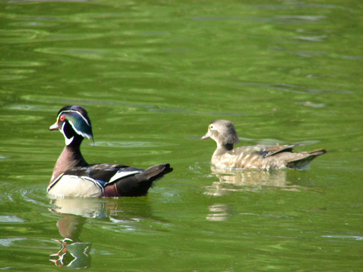 Wood Duck - ML41626991