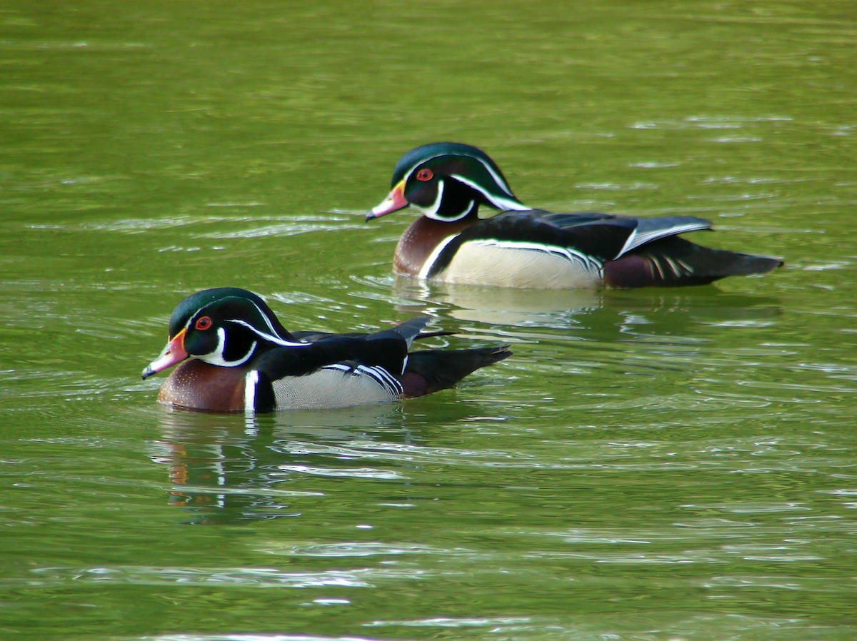 Wood Duck - ML41627011